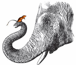Боится ли слон мышей?
